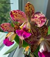 Blc. Durigan Aphrodite Durigan